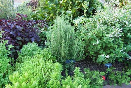 Herbs, Garden, Winter Herbs
